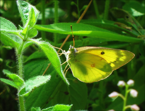 Adirondack Butterflies:  Clouded Sulphur (16 June 2012)